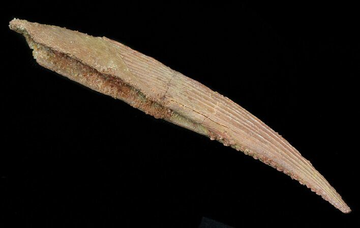 Nice Hybodus Shark Dorsal Spine - Cretaceous #44146